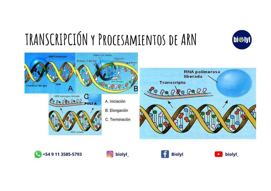 Transcripción y Procesamiento de ARN 