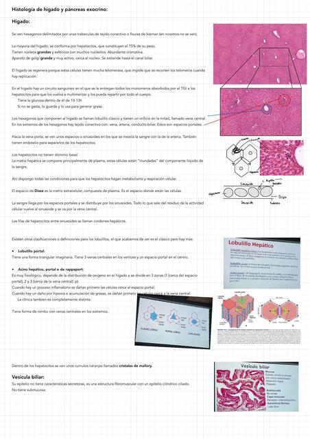 Histología de hígado y páncreas exocrino