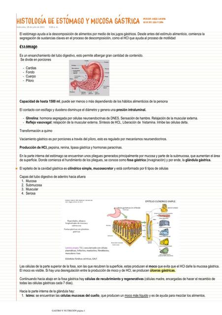 Histología de Estómago y Mucosa Gástrica 