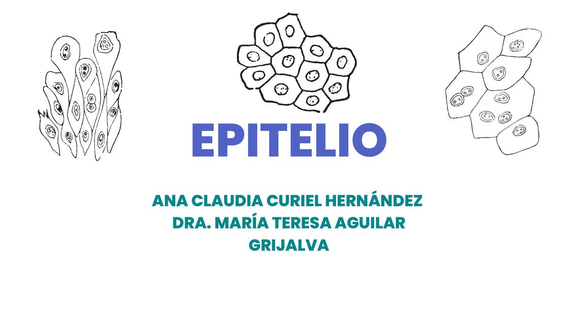 Epitelio