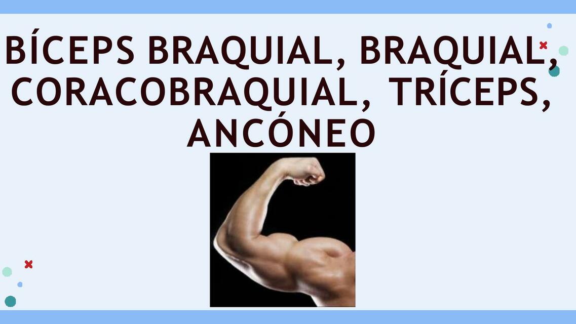 Bíceps Braquial, Braquial, Coracobraquial, Tríceps, Ancóneo