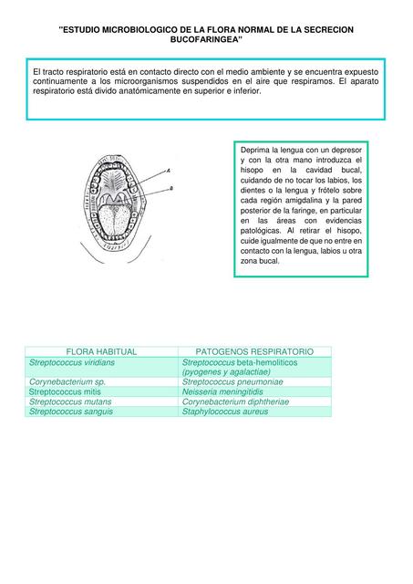 FLORA NORMAL DE LA SECRECION BUCOFARINGEA