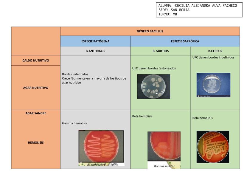 CUADRO DEL GÉNERO BACULLUS CULTIVOS