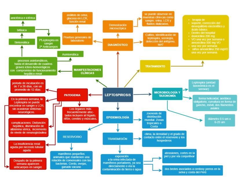 MAPA CONCEPTUAL LEPTOSPIROSIS