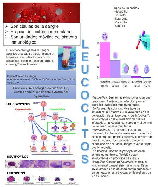 Leucocitos 