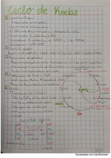 Glucolisis y ciclo de Krebs