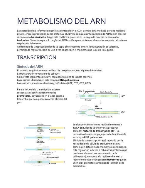 Metabolismo del ARN 