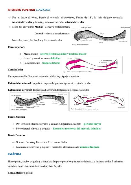Miembro Superior