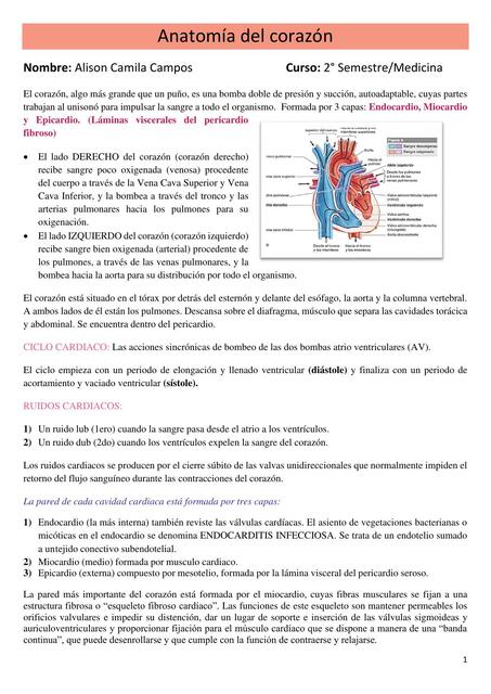 Anatomía del Corazón 