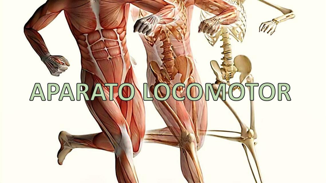 Aparato locomotor