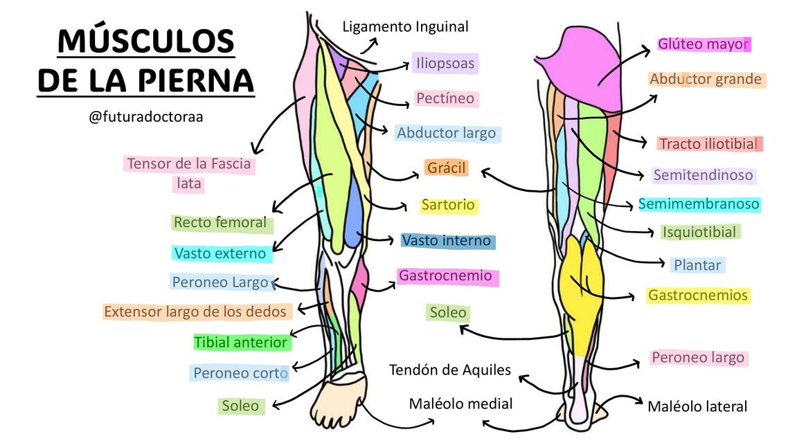 M sculos de la pierna camila silva udocz
