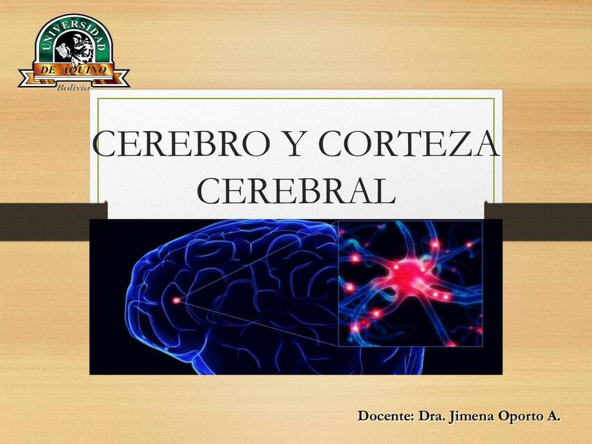 Cerebro y corteza cerebral 