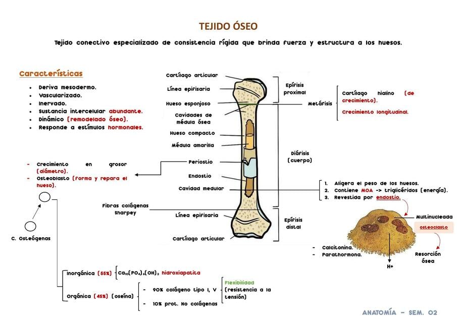 Tejido Óseo | Nazareth Galiano | uDocz