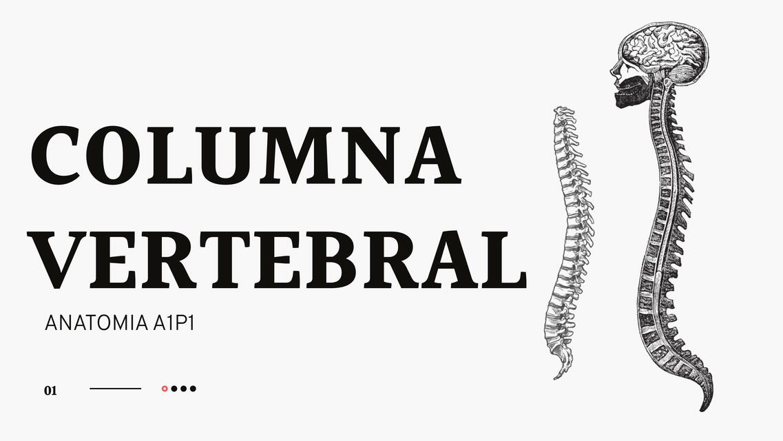 Columna vertebral Y Miembro superior