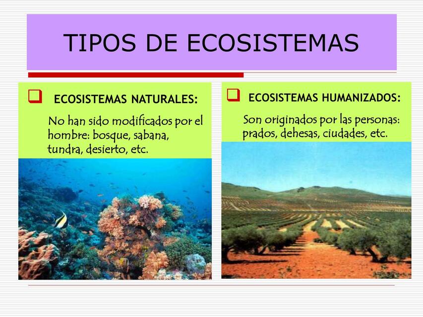 Tipos de ecosistemas 