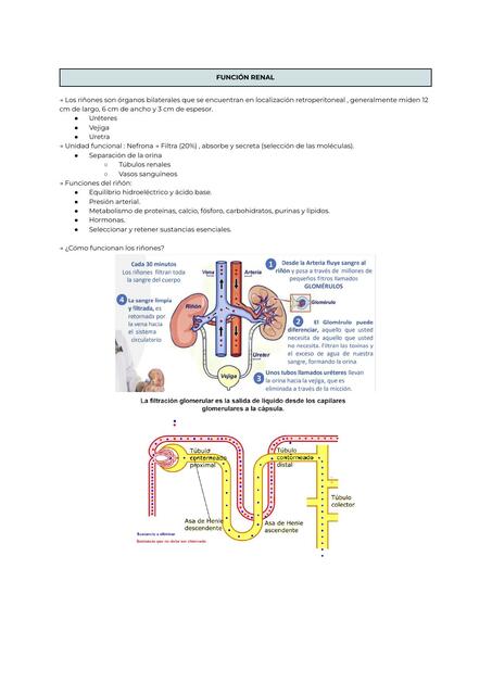 Función Renal