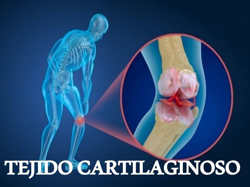 Tejido Cartilaginoso 