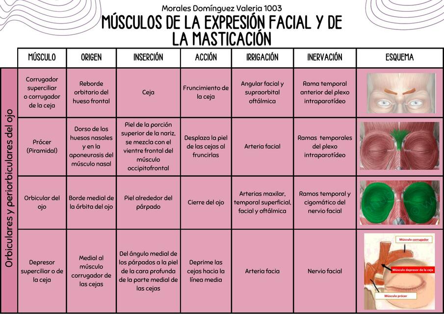 M sculos De La Expresi n Facial Y De La Masticaci n m-sculos-de-la-expresi-n-facial-y-de-la-masticaci-n