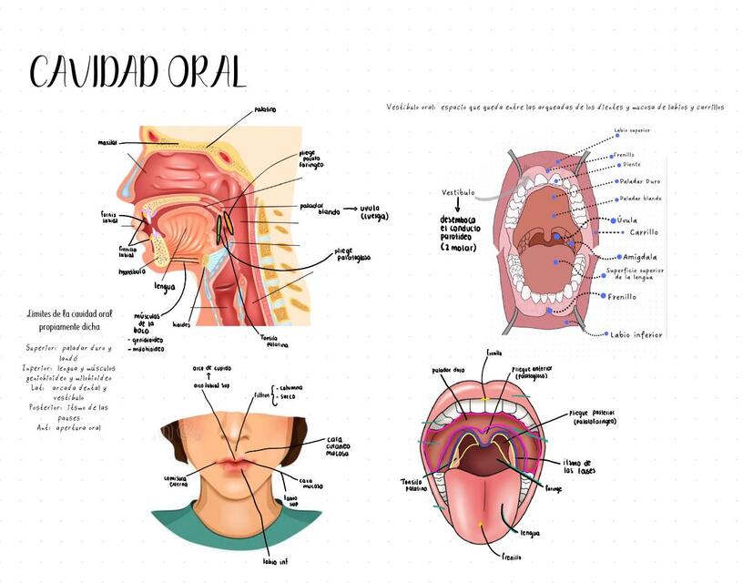 Cavidad Oral