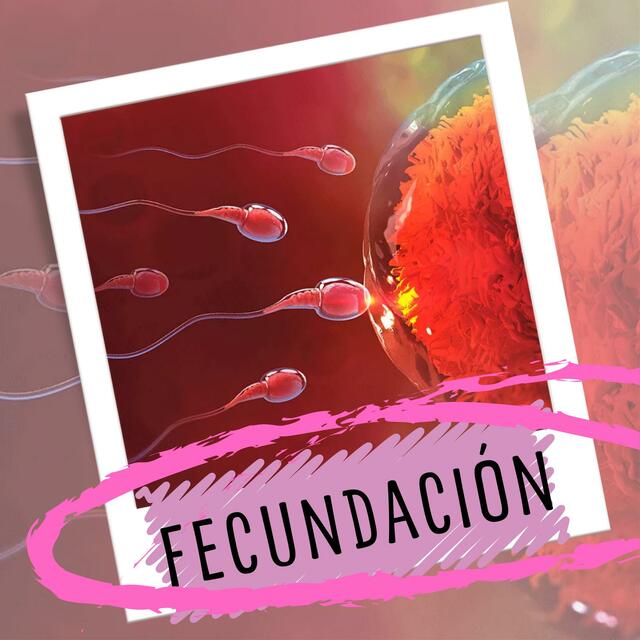 Fecundación 