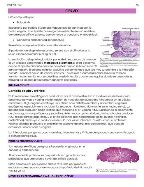 Patología | uDocz