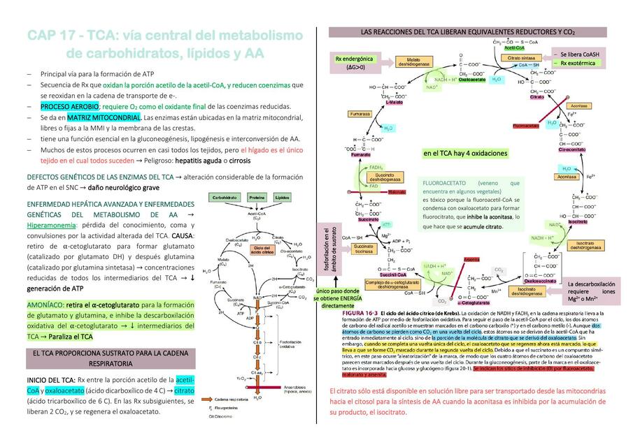 CICLO DE KREBS