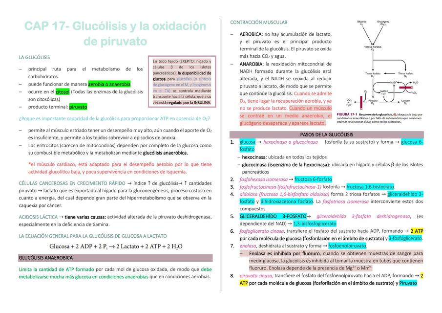  Glucólisis y la oxidación de piruvato 