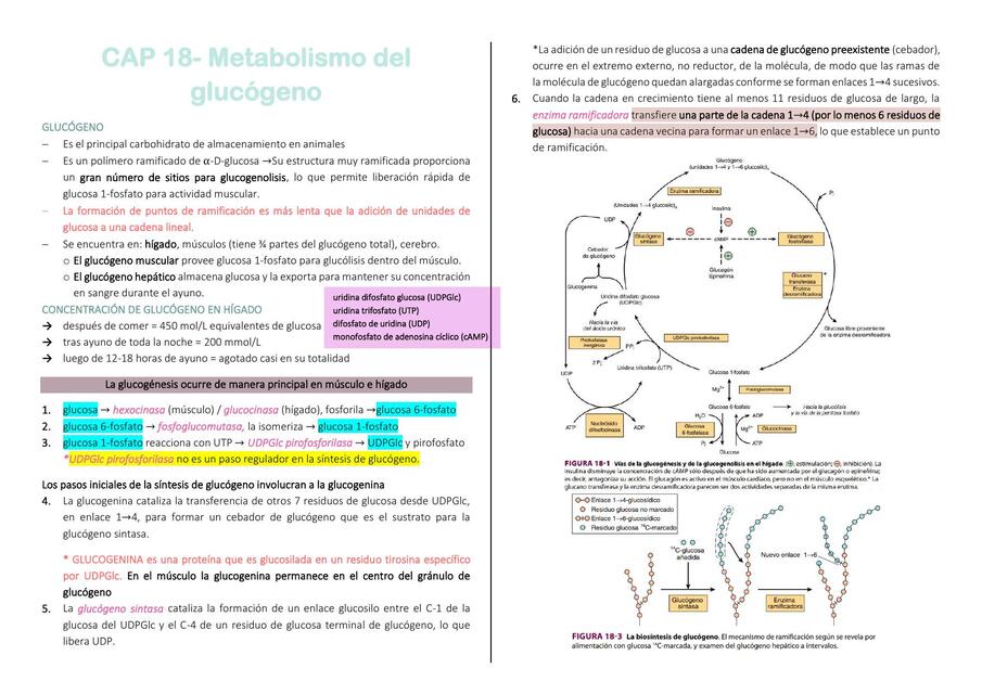  Metabolismo del glucógeno