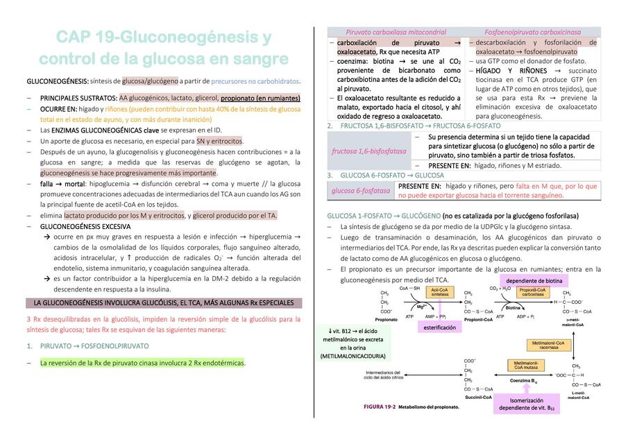 Gluconeogénesis y control de la glucosa en sangre 