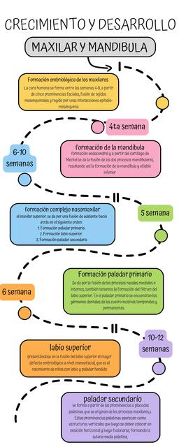 Crecimiento y desarollo maxilar y mandibula 