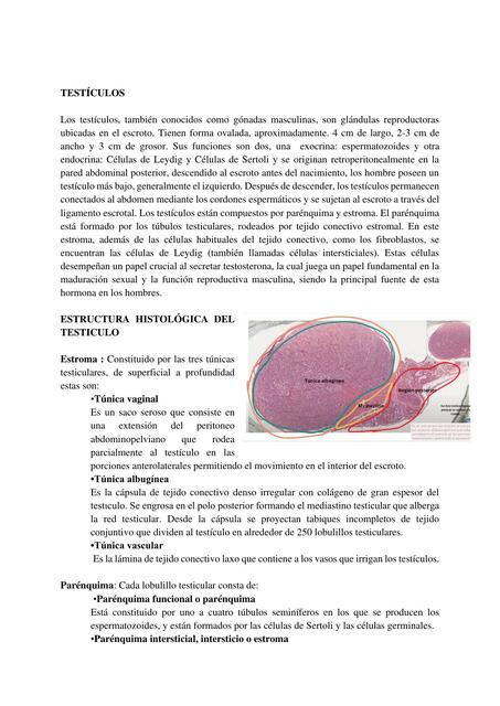 Histologia genital masculino