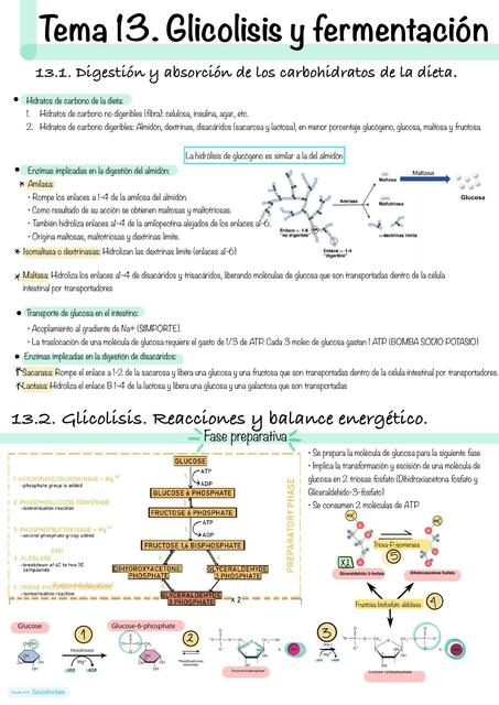 Glicolisis y fermentación 