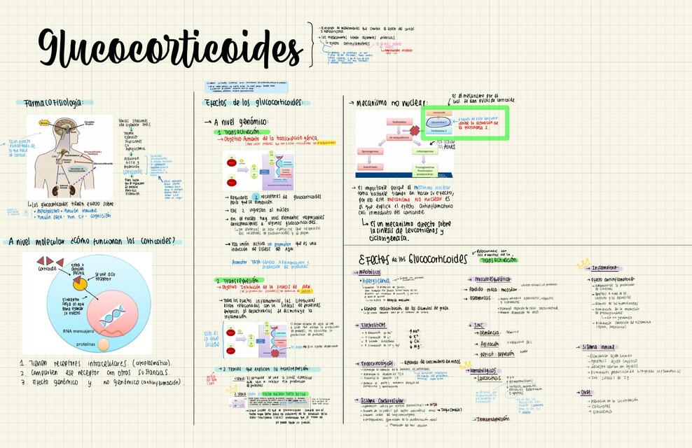 Glucocorticoides - Farmacología 