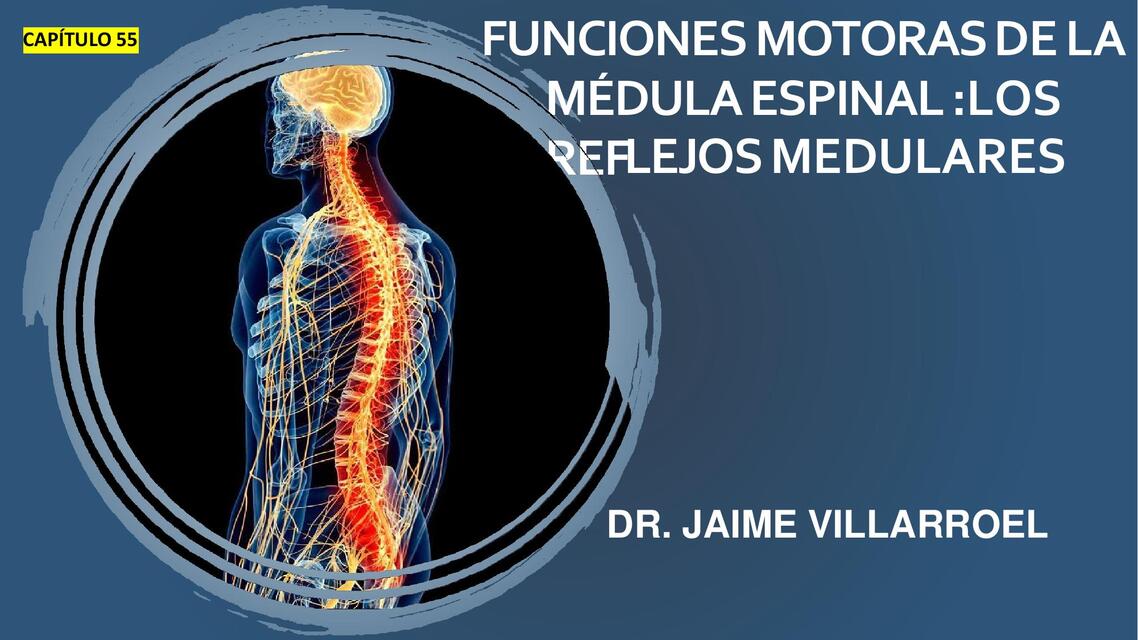 Funciones motoras de la médula espinal: Los reflejos medulares 