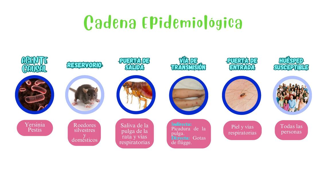 Cadena epidemiológica de la peste | MARLEY ROSALIND ELIZAMA VERA ...