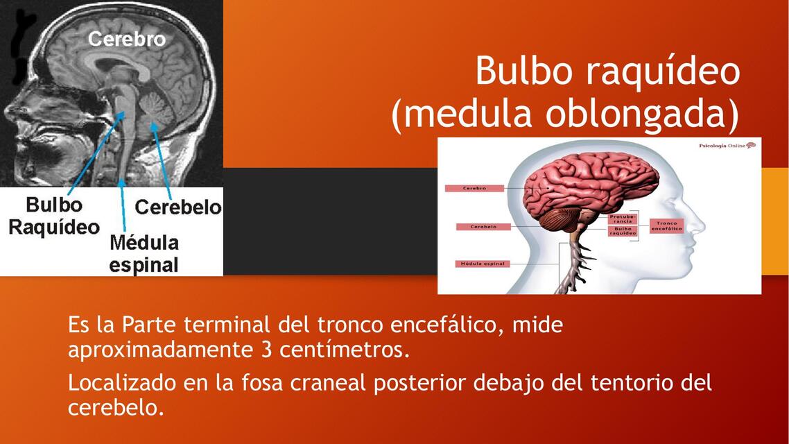 Bulbo raquídeo (medula oblongada)