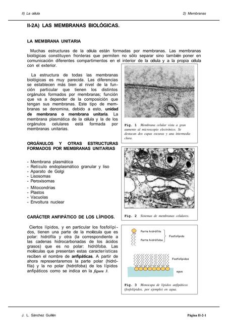 Apuntes De Biología Las Membranas Biológicas Biología General Udocz