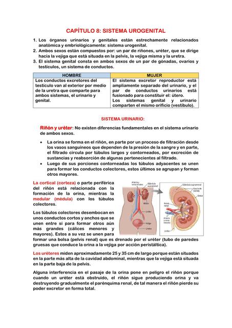 Sistema urogenital