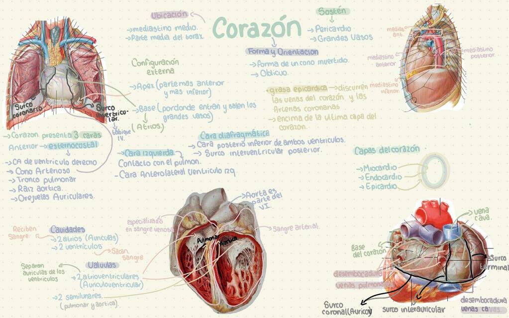 Corazón 