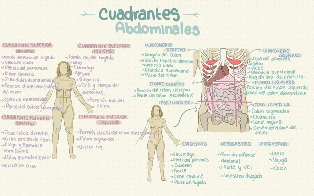 Cuadrantes abdominales