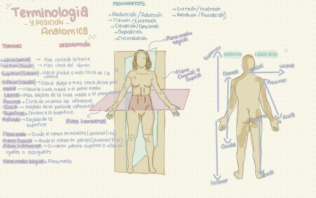 Terminología y posición anatómica