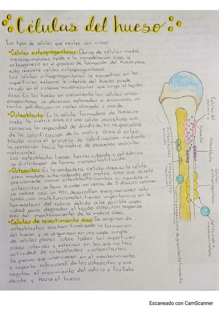 Células del hueso