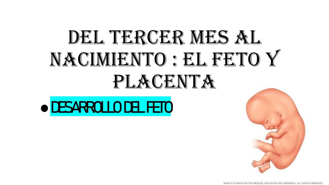 Del Tercer Mes al Nacimiento: el Feto y Placenta 