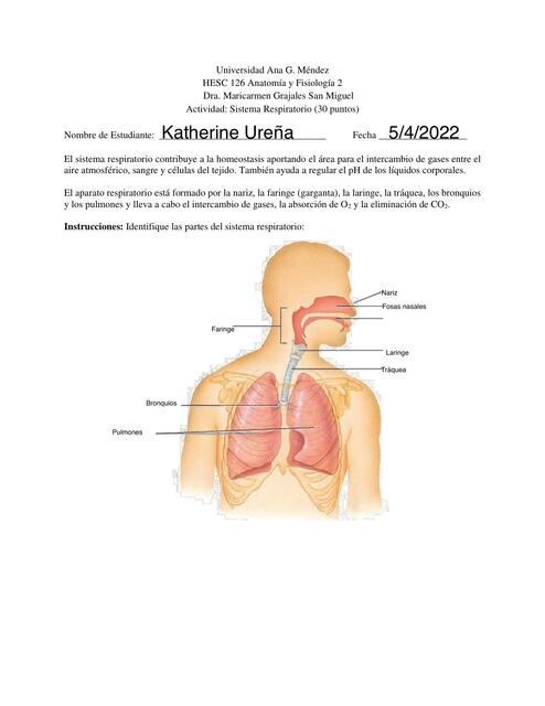 Actividad 2 Sistema Respiratorio