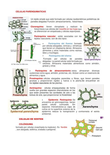 Células parenquimáticas