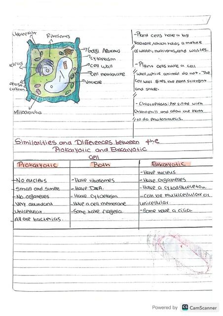 Prokaryotic cells and similarities between the eukaryotic