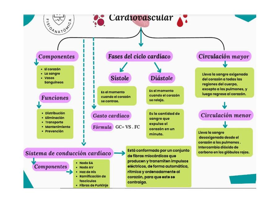 cardiovascular