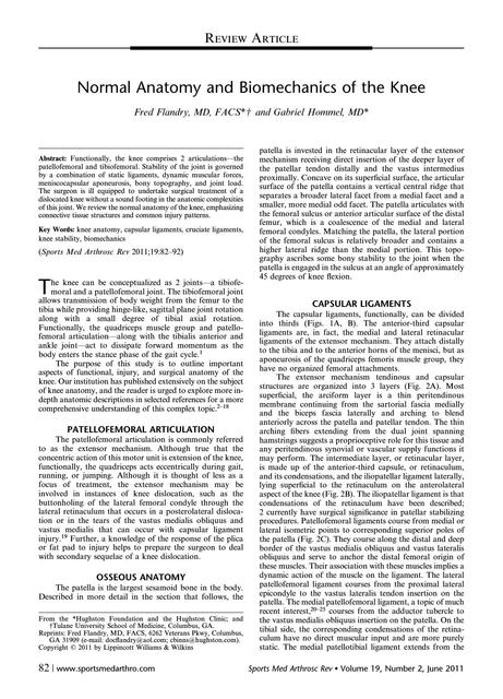 anatomia de la rodilla