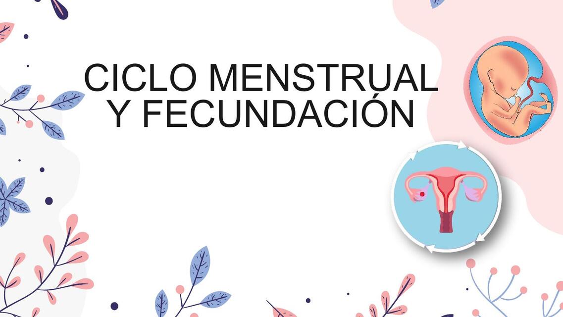 Ciclo menstrual y fecundación 