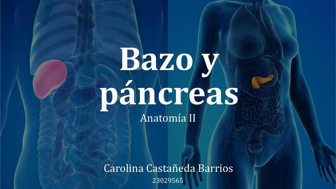 Bazo y pancreas